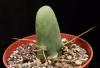 Echinopsis lageniformis f. mostruosa inermis syn. Trichocereus bridgesii f. mosruosa inermis.jpg